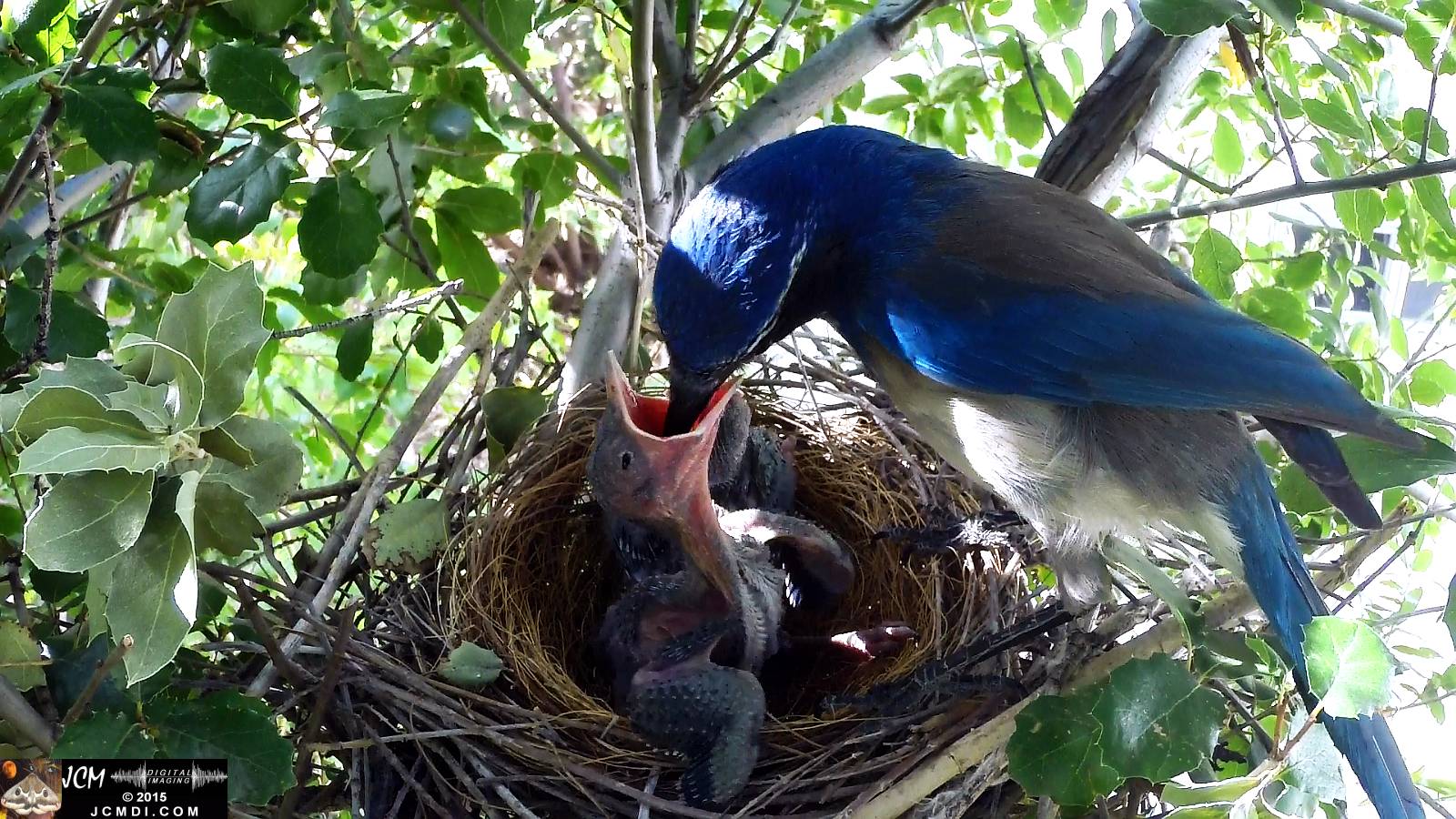 Scrub Jay nest documentary - female feeding chicks